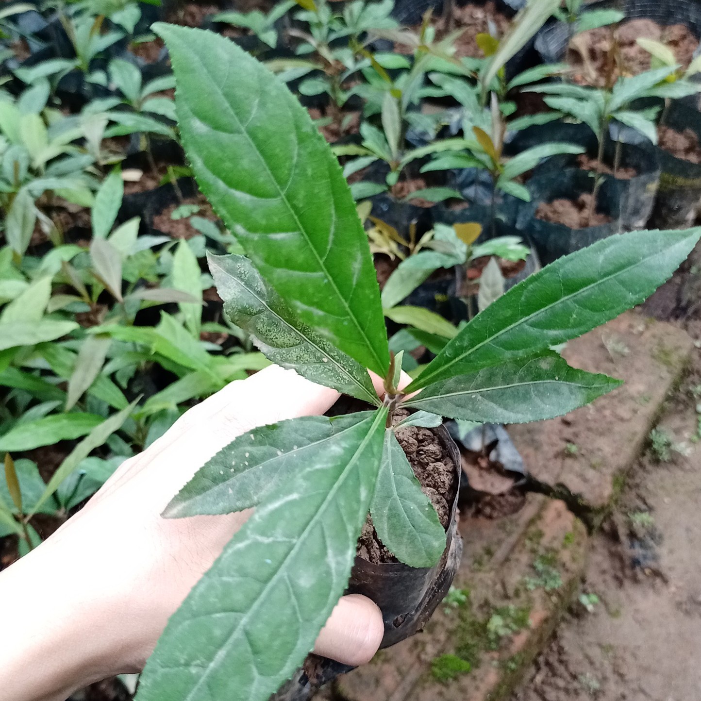 Bầu giống lộc vừng ra hoa thm, làm cảnh ni góc phố - Mua 3 Cây trở lên tặng thêm 1 Cây cùng loại