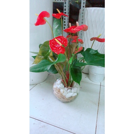 Chậu Cây Hồng Môn Thuỷ Sinh