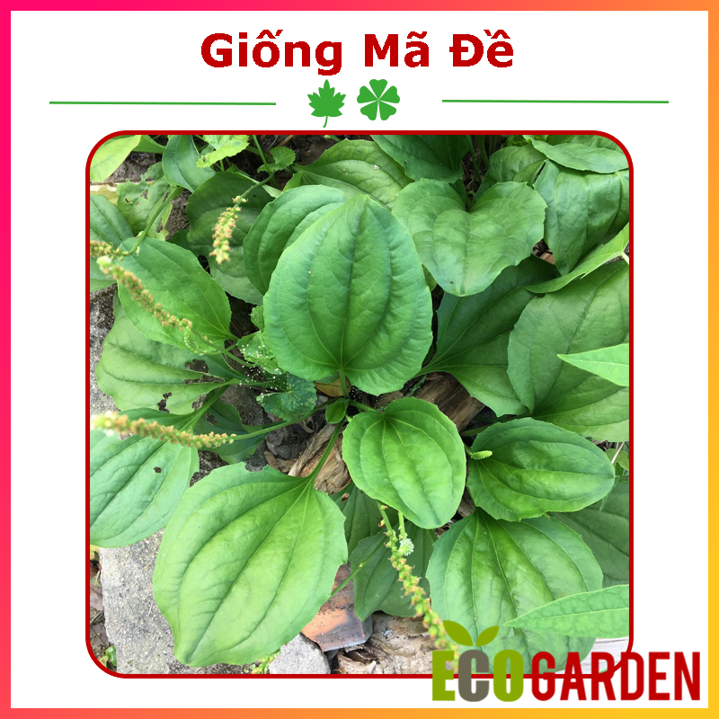 Hạt Giống Cây Mã Đề (1G) (ECO.063)