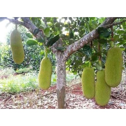 Cây giống Mít Malaisia Qủa Dài