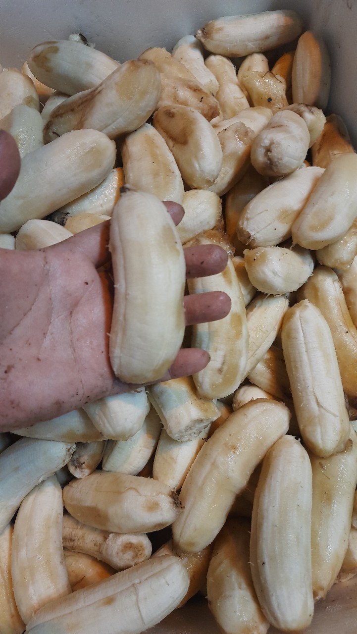 Phân hữu cơ Đậu nành - trứng- chuối - Humic (chai 1 lít)