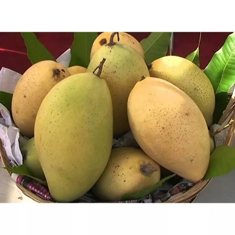Cây giống xoài cát hòa lộc