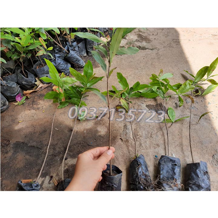 COMBO 5 CÂY MAI VÀNG GIỐNG cao từ 25-35 cm