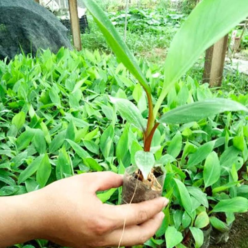 Cây giống chuối tiêu đỏ ( cấy mô siêu sớm) (cây giống có bảo hành )