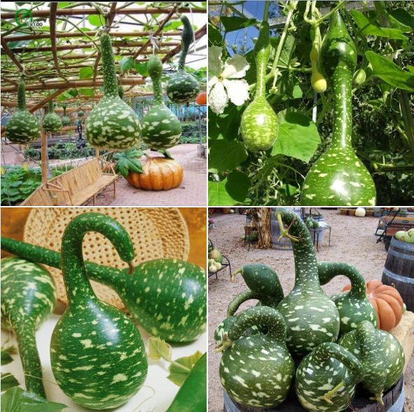 Hạt giống bầu thiên nga - gói gói 5 hạt