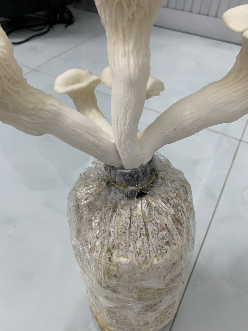 Nấm Sò thái và Bào ngư (Combo 2 Sò, 1 Bào ngư)