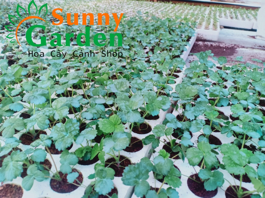 Combo 5 Cây Dâu Tây Cấy Mô Mỹ Tù - Cây Ăn Quả