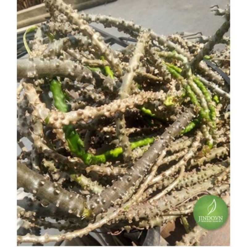 NEW- Dây Thần Thông (Ký Ninh) Khô 1Kg
