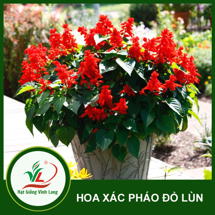 Hạt giống hoa Xác pháo đỏ lùn RĐ 830 - 20 hạt
