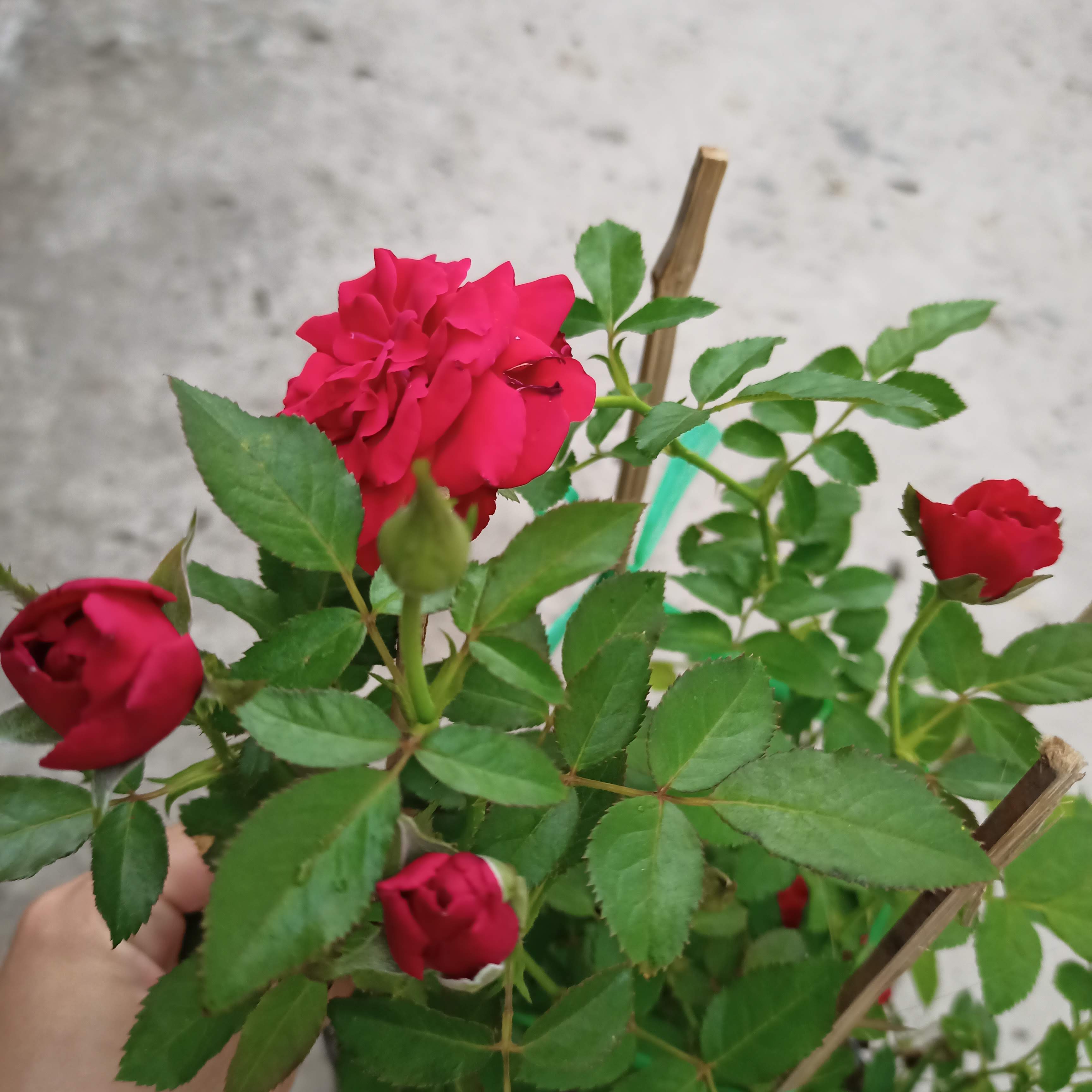 Chậu cây hoa hồng tezza đỏ siêu nụ trưởng thành C8