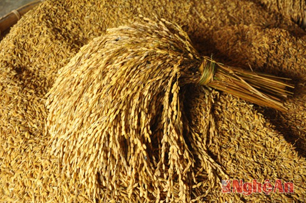 [HCM]Lúa Khô (Thóc Vàng) 4kg
