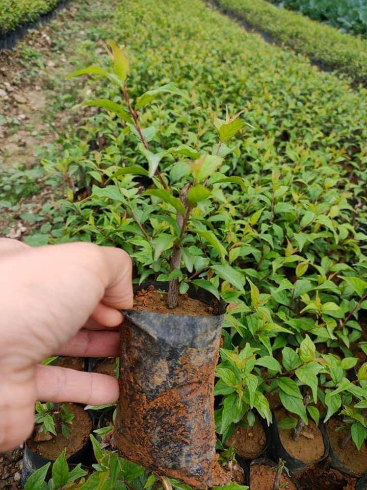 cây giống nhất chi mai (hoa chơi tết đẹp) (có tem chuẩn giống)