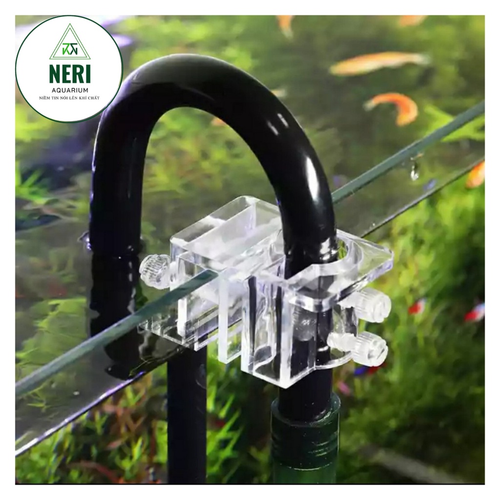 Tép cảnh trang trí bể thủy sinh