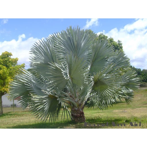 cây giống Cọ Bạc (kè bạc)