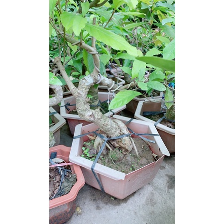 Lộc Vừng Bonsai