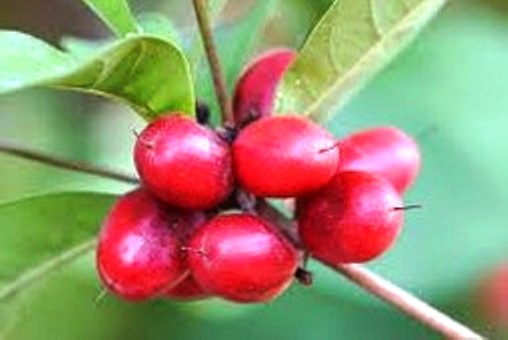 10 TRÁI cây thần kì (CHÍN, ĂN ĐƯỢC)