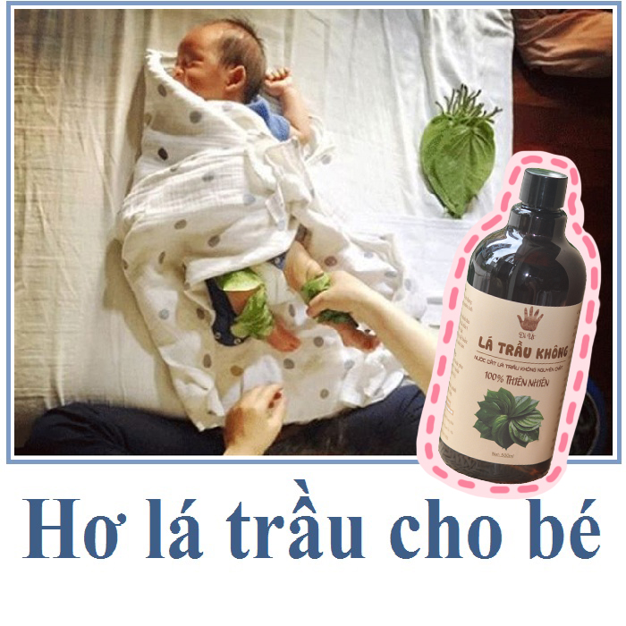 Hydrosol lá trầu không nguyên chất