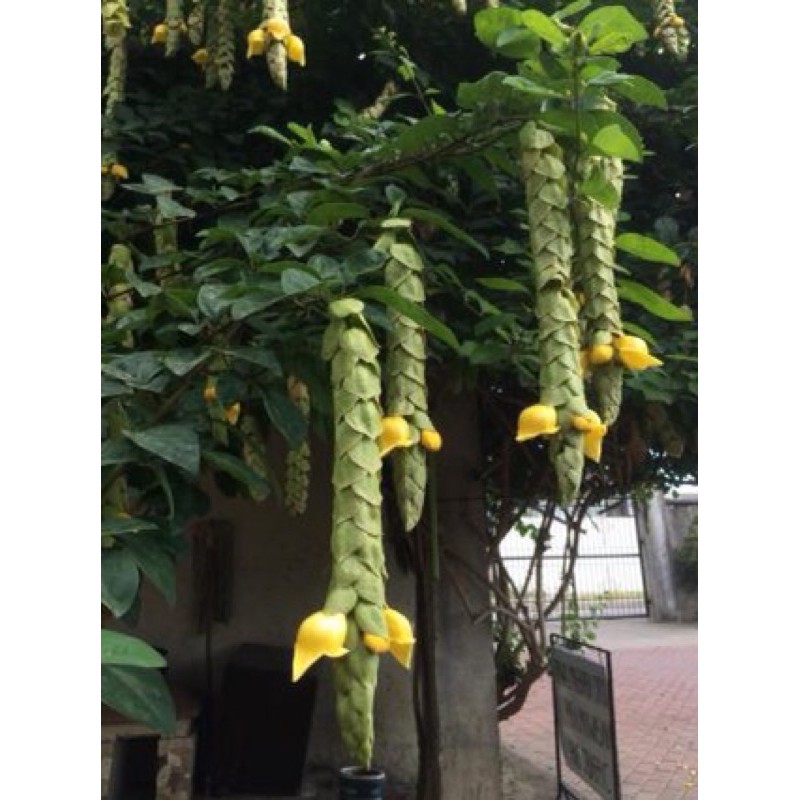 Cây huyền trân công chúa