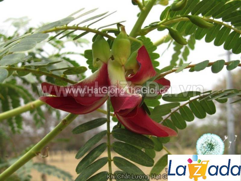 10h Hạt Giống Bông So Đũa Thái Đỏ (C5.301| C51*W35*M010)