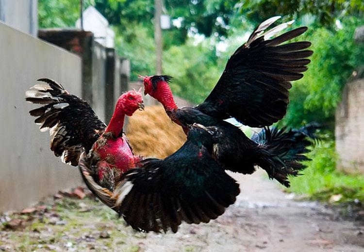 combo 05 đôi bịt mỏ da cho gà(10 chiếc)