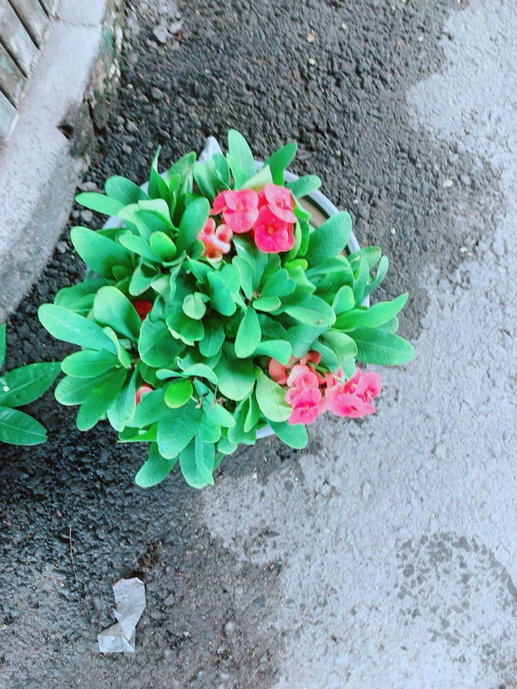Chậu Xương Rồng Bát Tiên