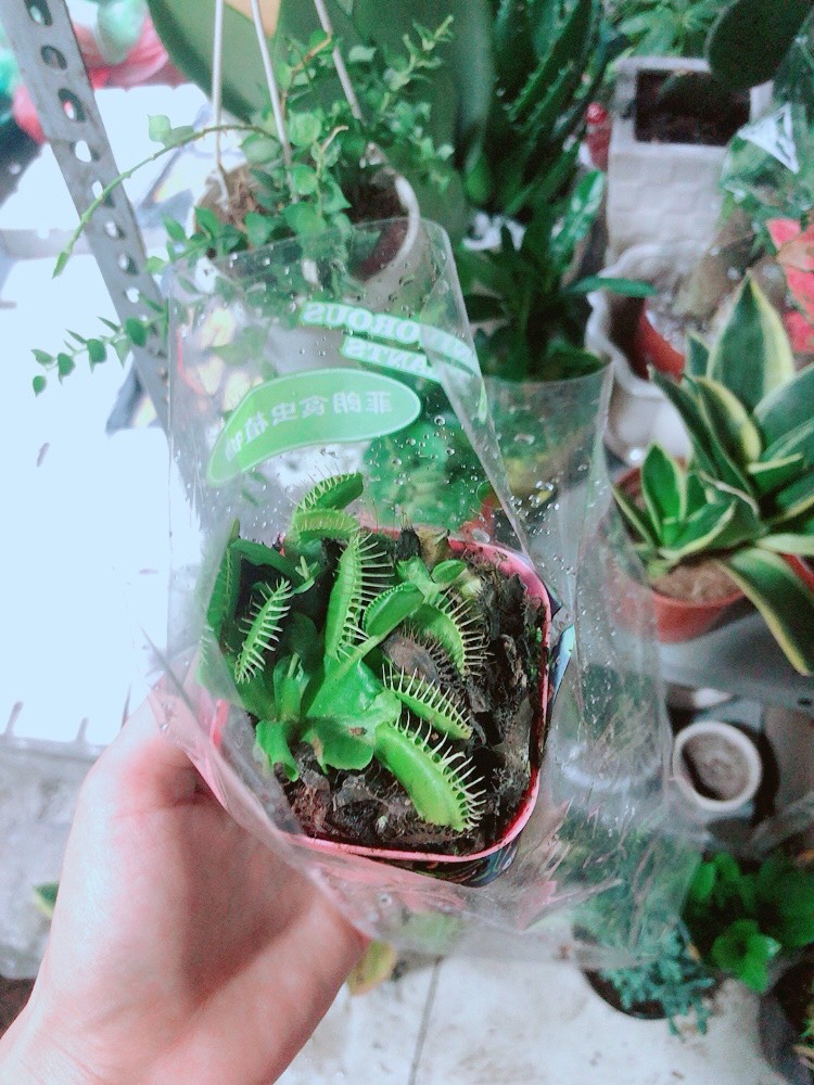 Chậu cây bắt mồi