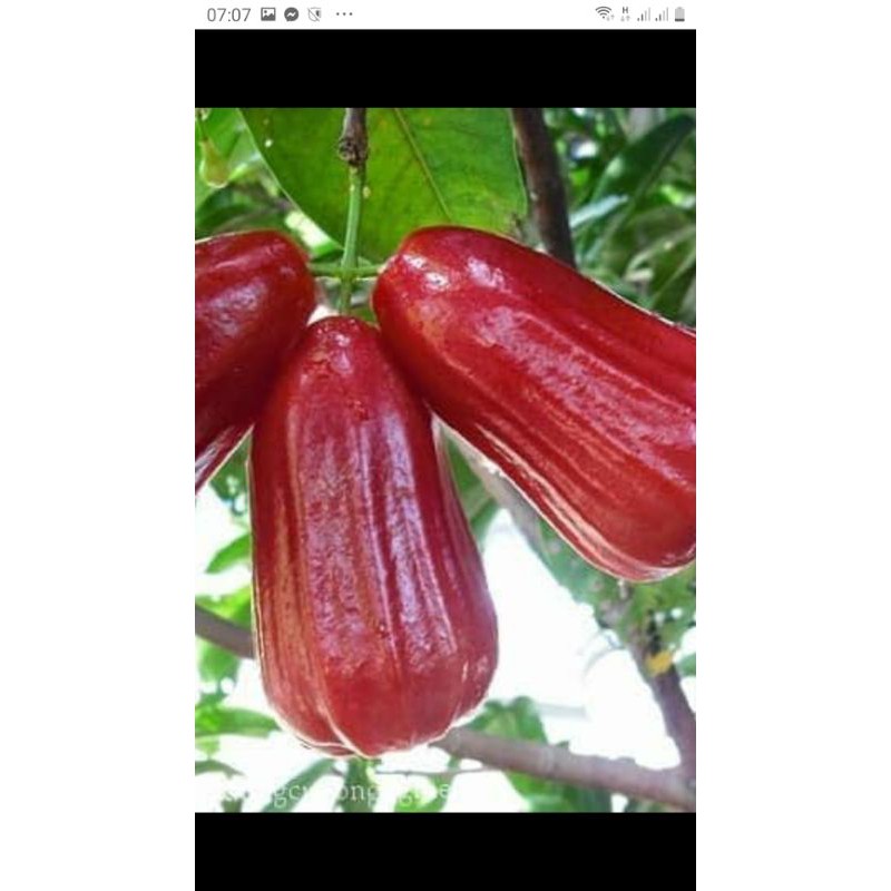 Cây roi đỏ (mận an phước) không hạt
