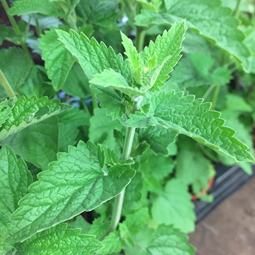 Hạt giống cây bạc hà mèo catnip 50 hạt