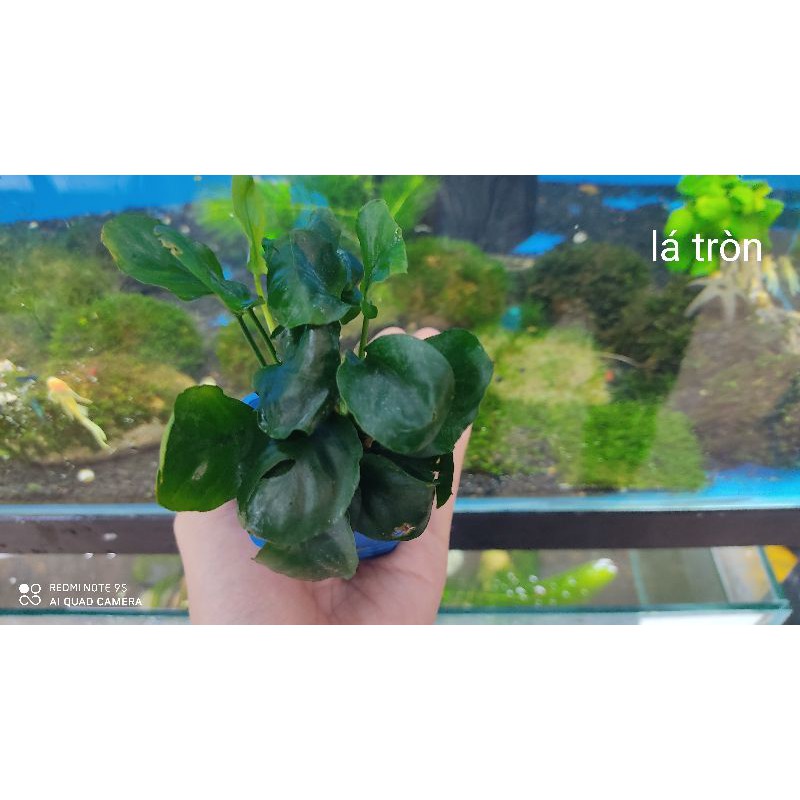 Cây ráy lá tròn- Cây thủy sinh- Ráy gắn vào lũa, đá, bonsai
