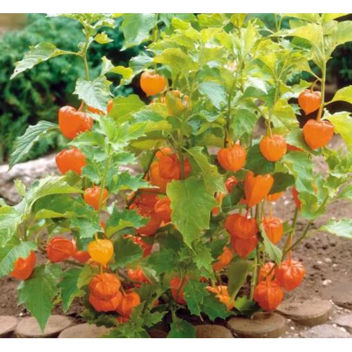 Chậu cây giống thù lù nam mỹ - tầm bóp, anh đào đất - trang flowers