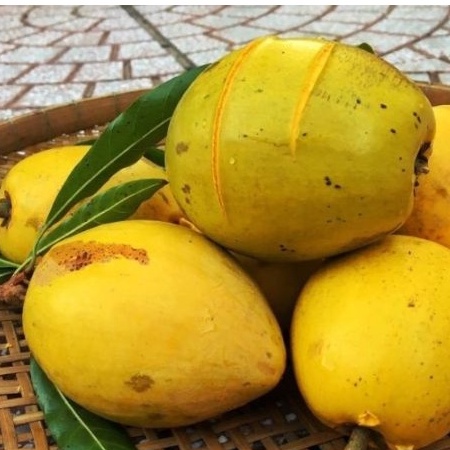 Cây trứng gà ( Lêkima) chất lượng cao