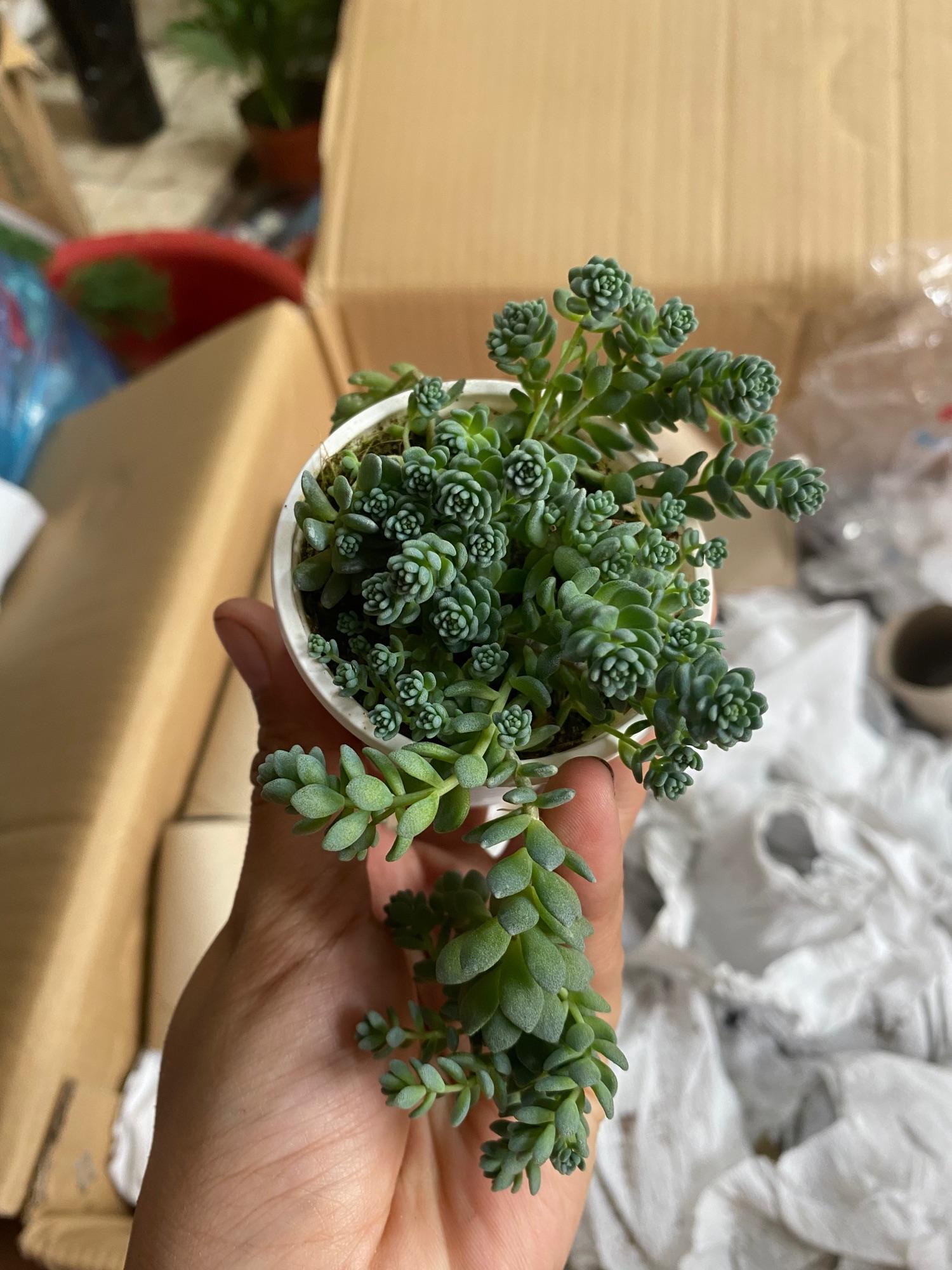 SEN ĐÁ SEDUM HOA HỒNG - Nhỏ
