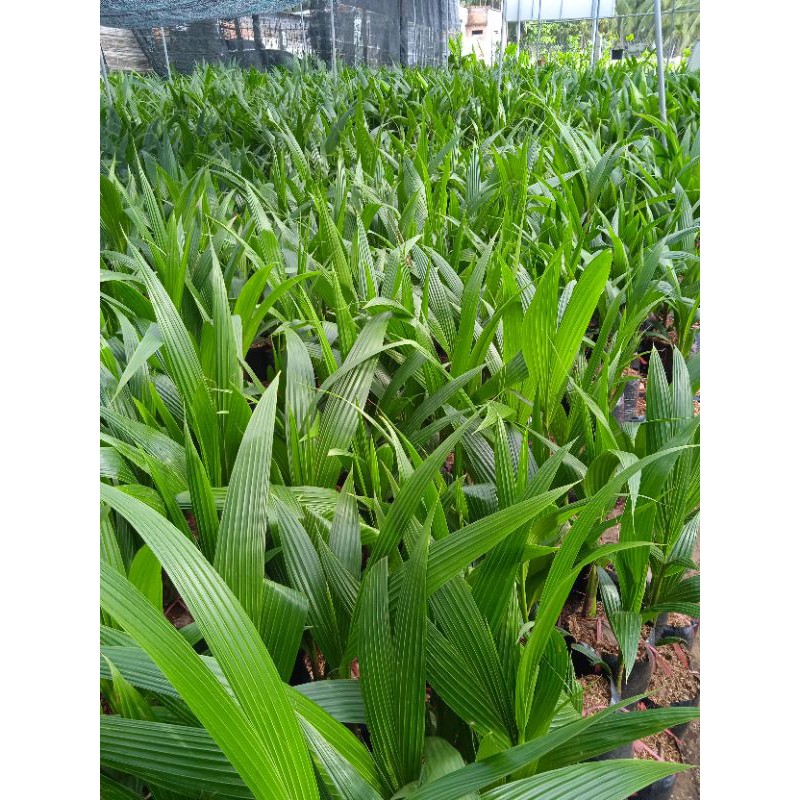 Dừa dâu (dừa chùm)