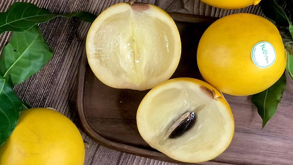 Cây giống vú sữa hoàng kim đã trưởng thành ..