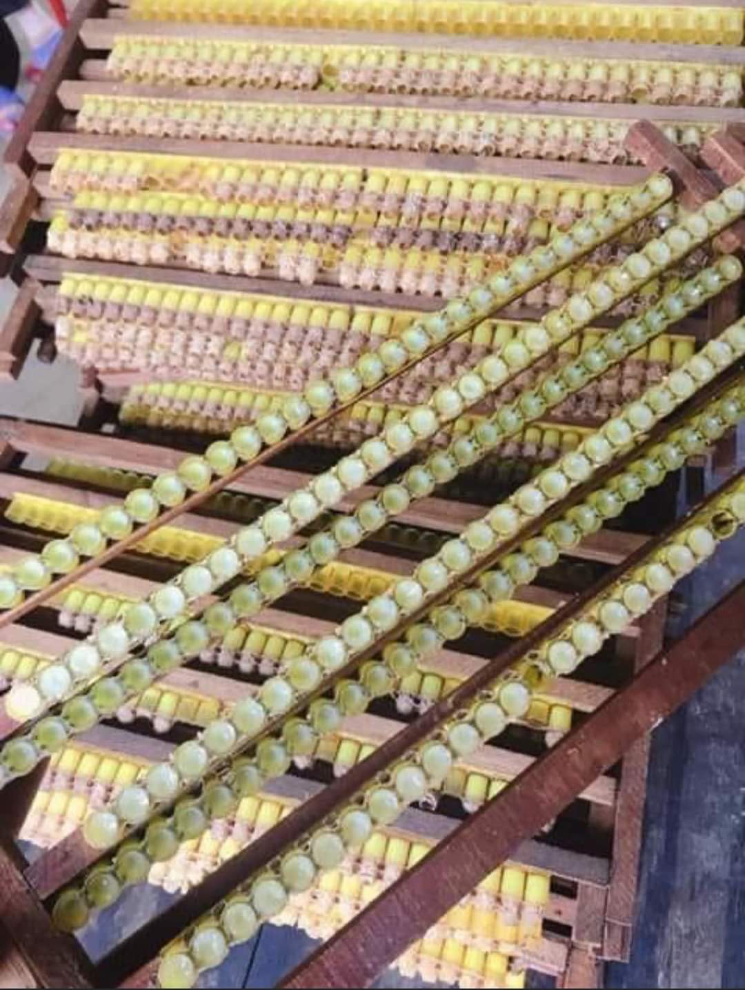 SỮA ONG CHÚA TƯƠI NGUYÊN CHẤT 100GRAM