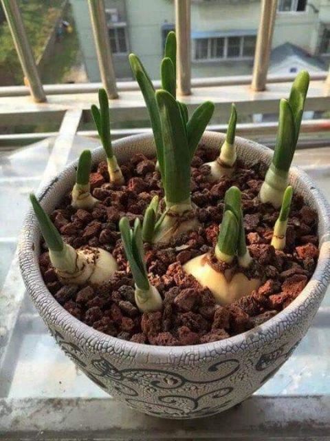 Củ giống hoa thủy tiên( củ nhỏ củ giống)
