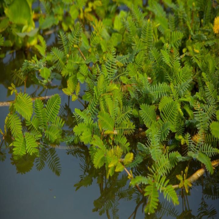 Giống Rau nhút(1g)