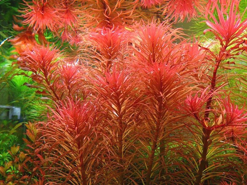 Thailand pink (10 branches)