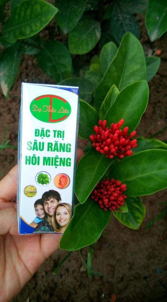 Tinh Dầu Răng Miệng Dạ Thảo Liên chai 20ml MẪU MỚI CTY [HÀNG CHÍNH HÃNG]