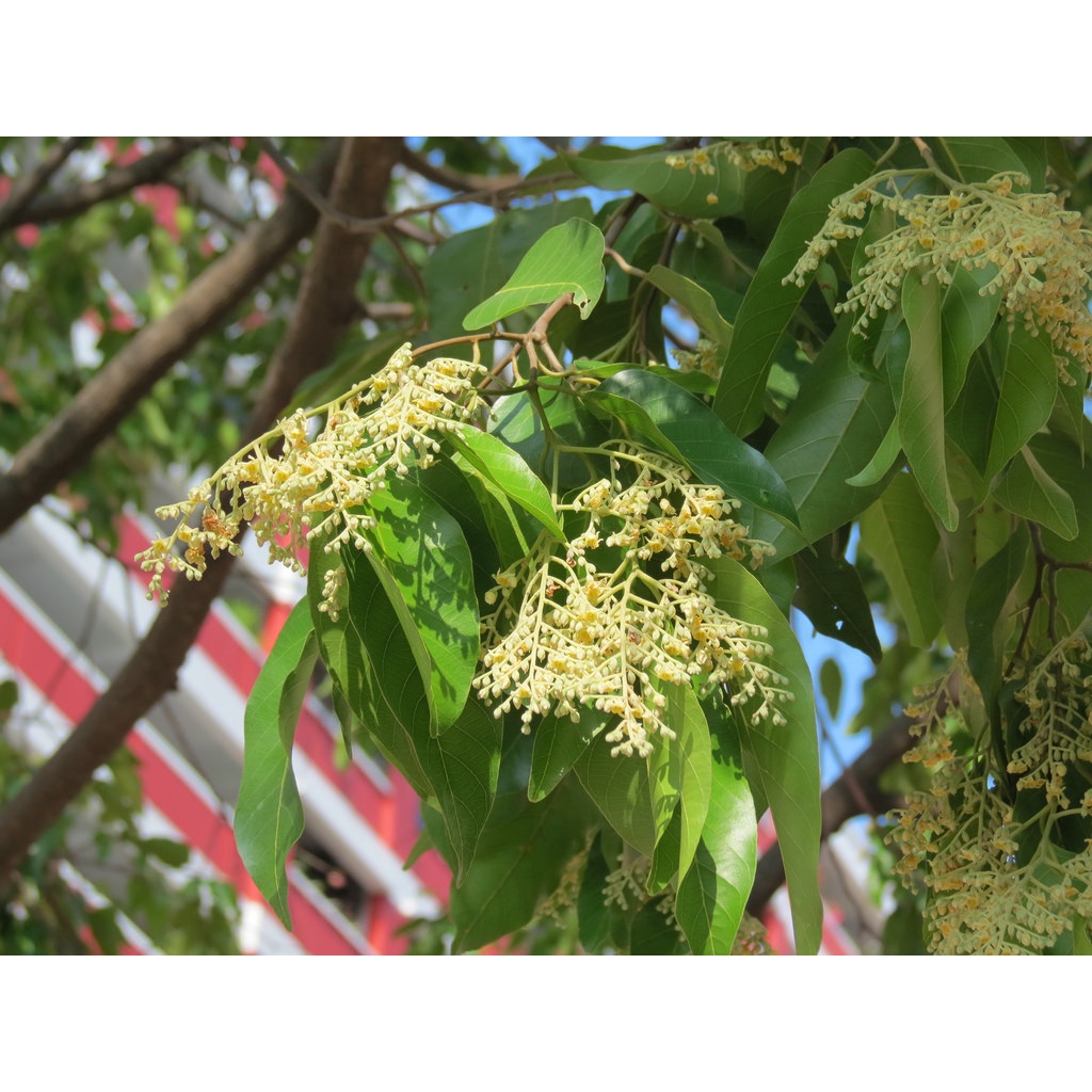 Cây gỗ sao đen giống (cây đẹp có bảo hành)