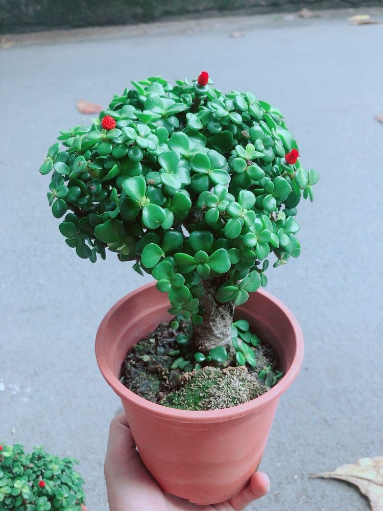 Cây Cành Vàng Lá Ngọc Thân Cổ Thụ