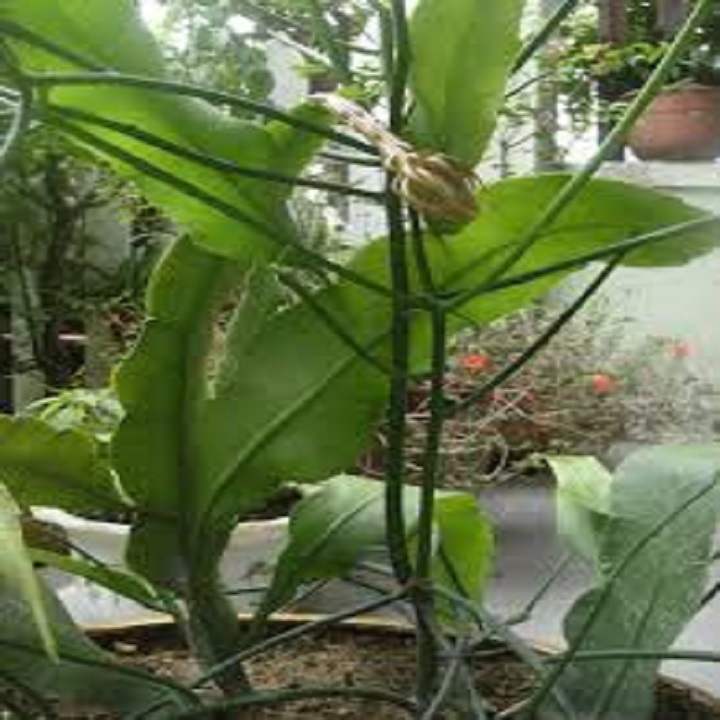 Cây hoa quỳnh đẹp- quỳnh dao cổ