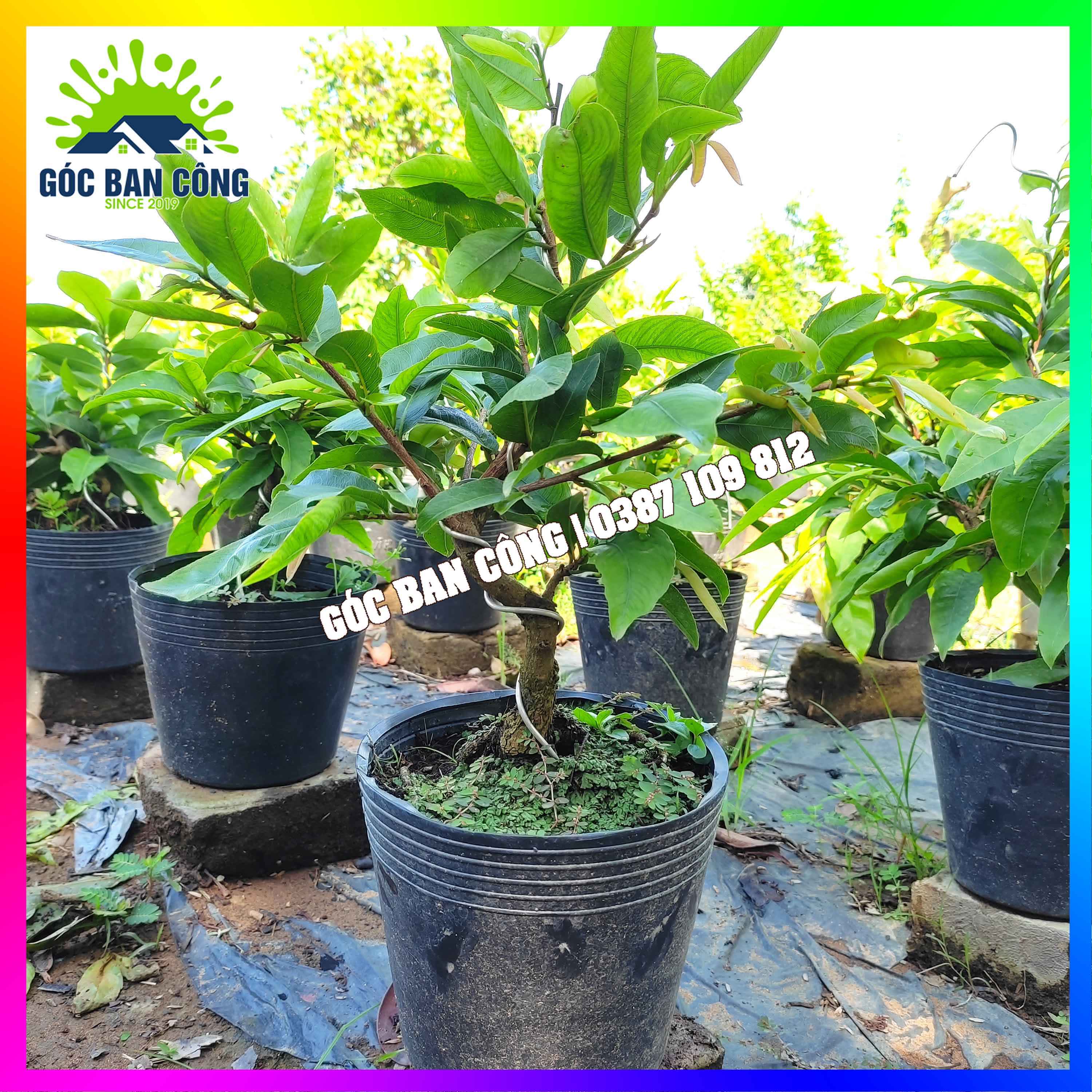 Mai Vàng Bonsai Mini Ghép Giảo Thủ Đức 2 Mùa tặng 2 cây chè xanh