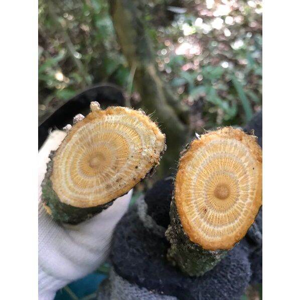 500gr cây dây gắm khô