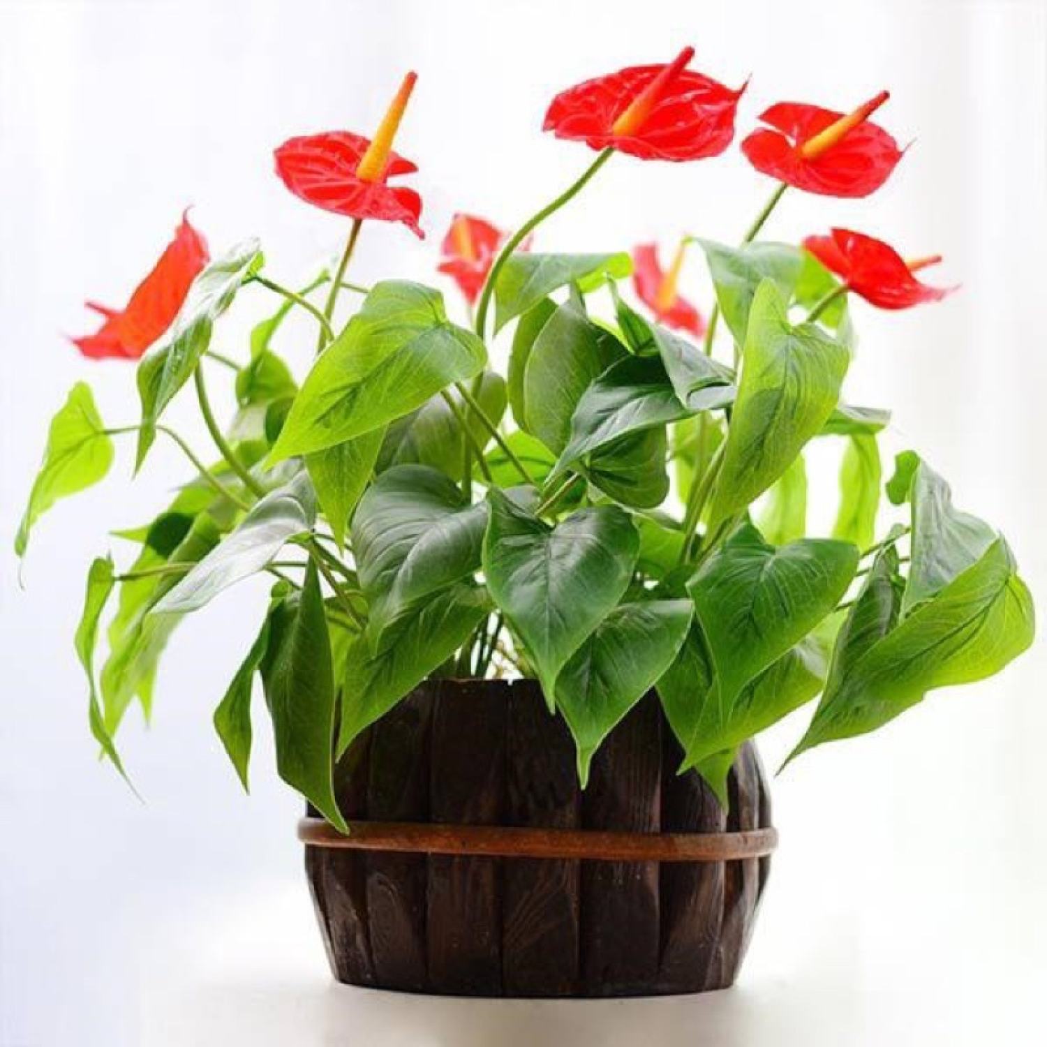 Cây hồng môn để bàn