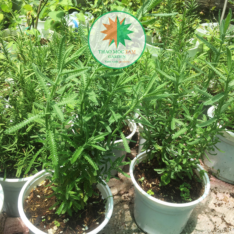 Cây Oải hương S15 - Lavender Dentata