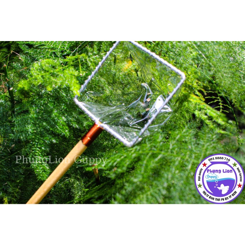 Vợt Cá Betta Guppy ( Vợt Giữ Nước )