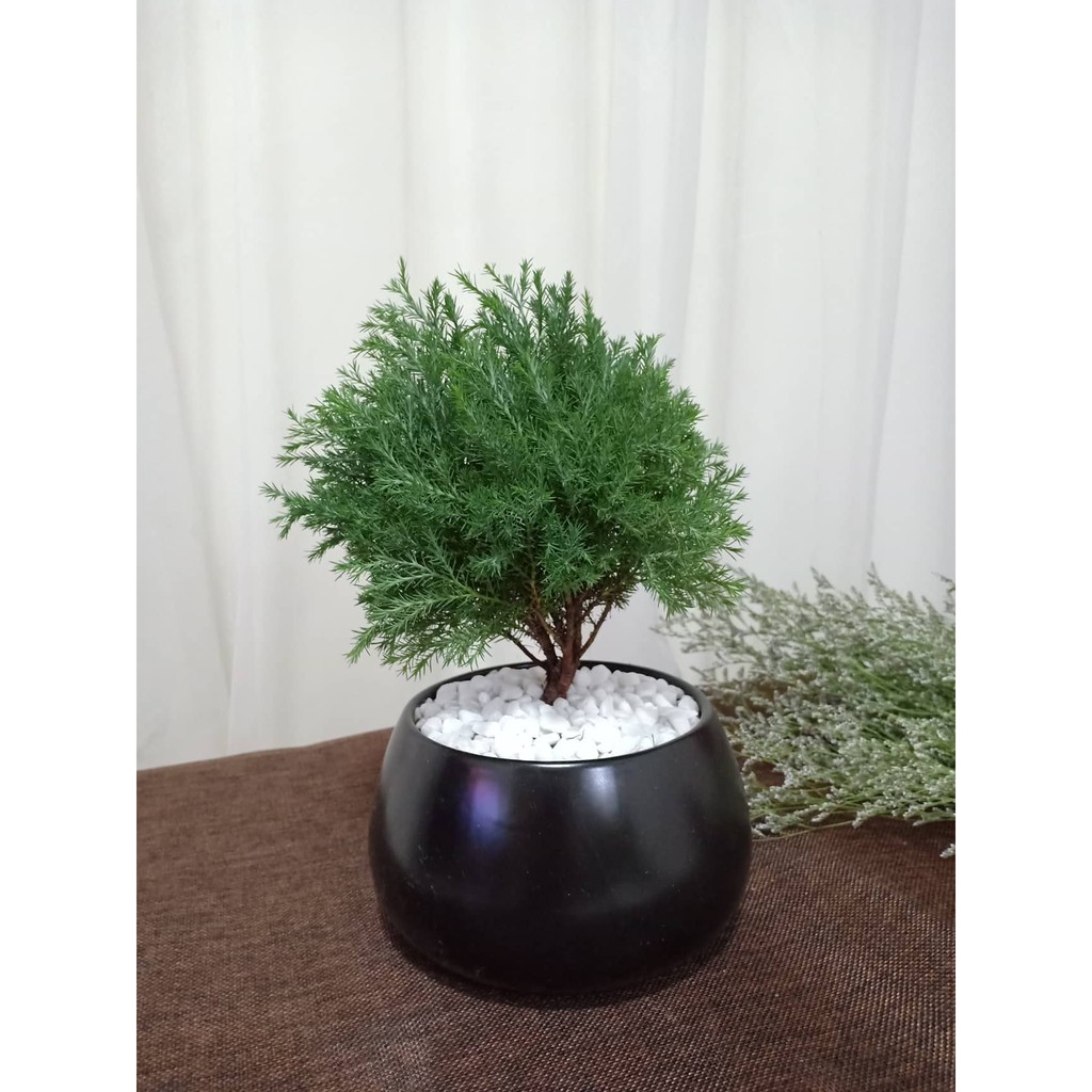 Cây tùng bồng lai - Cây cảnh để bàn