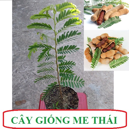 Cây giống me Thái cơm dày, ngọt ngon