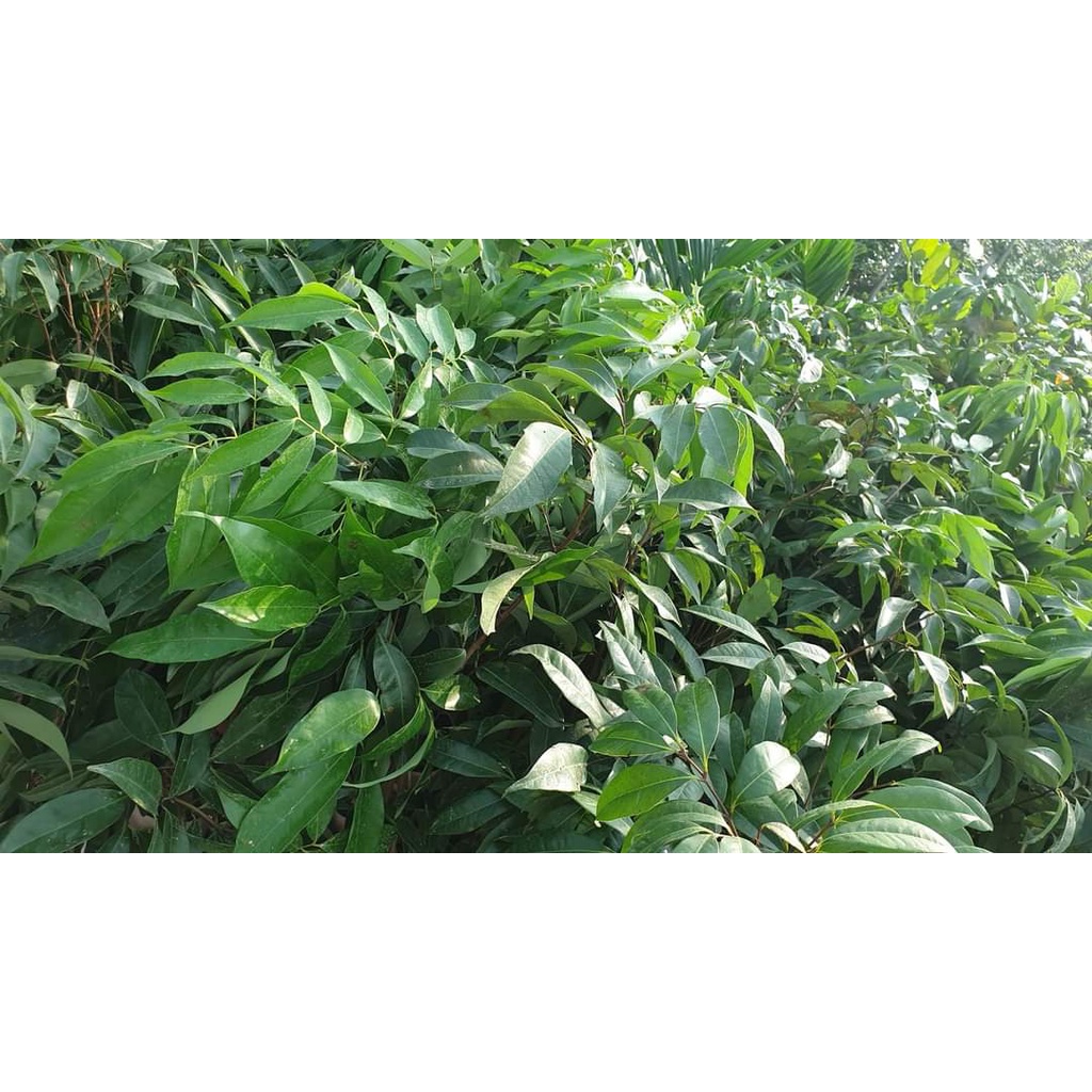 CÂY GIỐNG VẢI KHÔNG HẠT ( CHUẨN GIỐNG - SIÊU TRÁI )